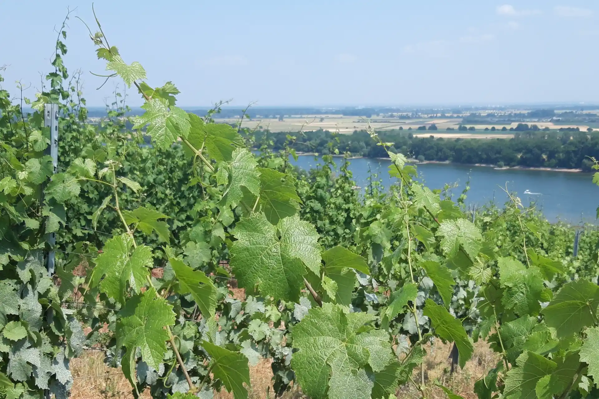 Weinberg mit Blick auf Fluss